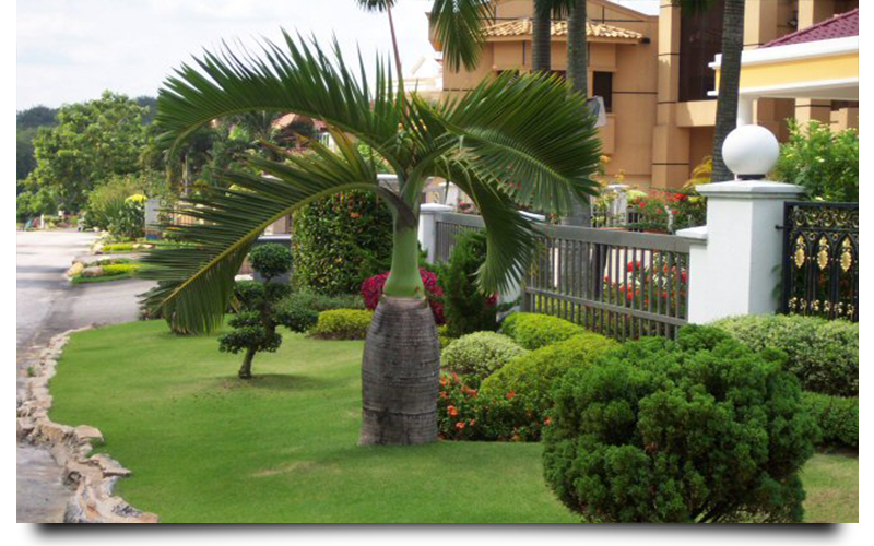 bottle palm trees naples